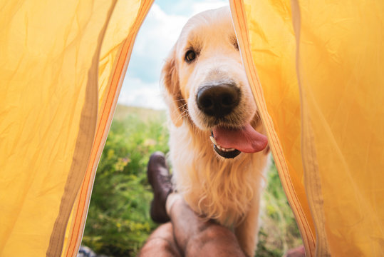 Best Backpacking Tent for Dogs