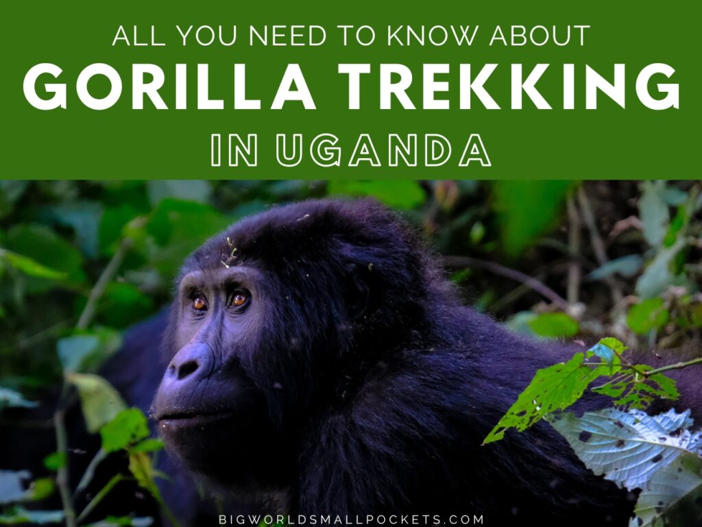 Uganda Gorilla Trekking Cost